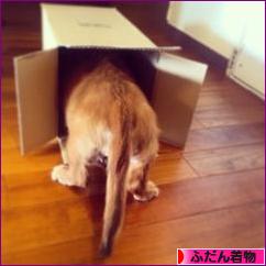 にほんブログ村 ファッションブログ ふだん着物(和服)へ