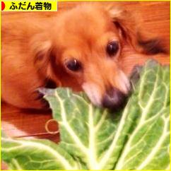 にほんブログ村 ファッションブログ ふだん着物（和服）へ