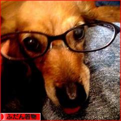 にほんブログ村 ファッションブログ ふだん着物（和服）へ