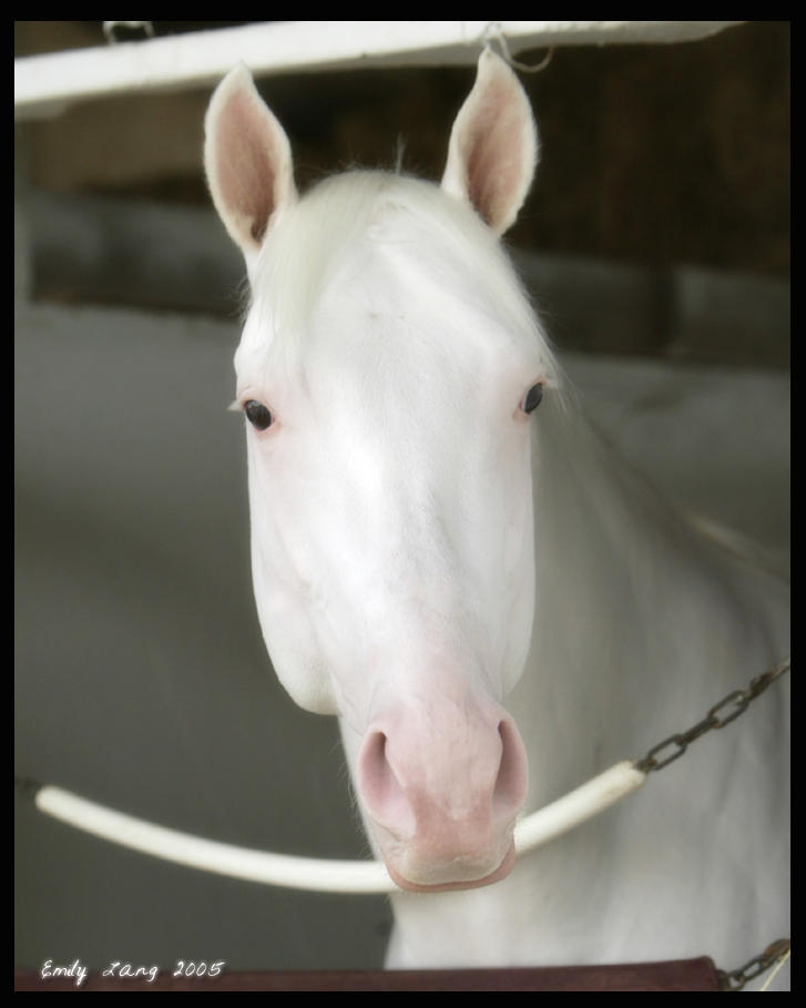 Fox hunting - Wikipedia, the free.