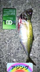 にほんブログ村 釣りブログ アジングへ