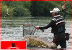 にほんブログ村 釣りブログ 鮎釣りへ