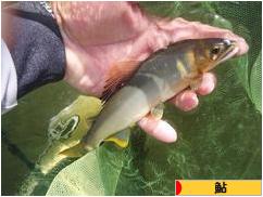 にほんブログ村 釣りブログ 鮎釣りへ