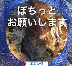 にほんブログ村 釣りブログ エギングへ