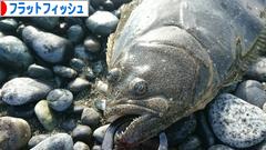 にほんブログ村 釣りブログ フラットフィッシュへ
