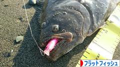 にほんブログ村 釣りブログ フラットフィッシュへ