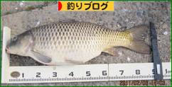 にほんブログ村 釣りブログへ