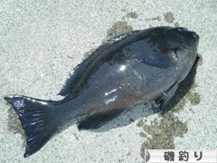 にほんブログ村 釣りブログ 磯釣りへ