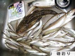 にほんブログ村 釣りブログ 磯釣りへ