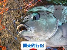 にほんブログ村 釣りブログ 関東釣行記へ