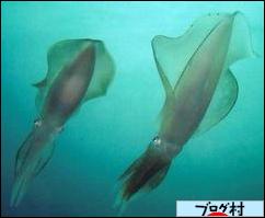 にほんブログ村 釣りブログ 近畿釣行記へ