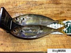 にほんブログ村 釣りブログ 近畿釣行記へ