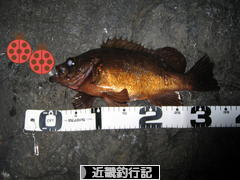 にほんブログ村 釣りブログ 近畿釣行記へ