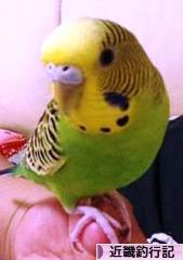 にほんブログ村 釣りブログ 近畿釣行記へ