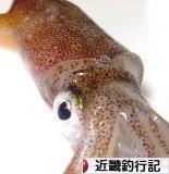 にほんブログ村 釣りブログ 近畿釣行記へ