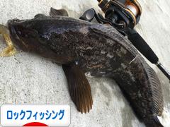 にほんブログ村 釣りブログ ロックフィッシングへ
