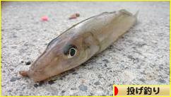 にほんブログ村 釣りブログ 投げ釣りへ