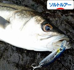 にほんブログ村 釣りブログ ソルトルアーフィッシングへ