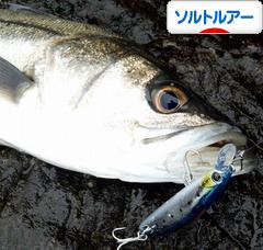 にほんブログ村 釣りブログ ソルトルアーフィッシングへ
