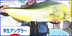 にほんブログ村 釣りブログ 学生アングラーへ