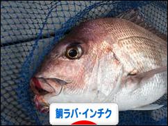 にほんブログ村 釣りブログ 鯛ラバ・インチクへ
