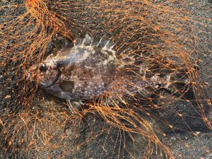 アイゴ 2017.7.16 城ケ島