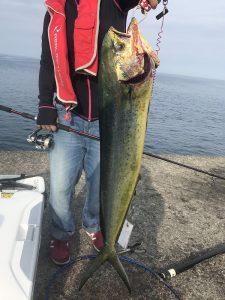 シイラ 75cm 2017.7.29