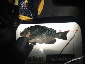 メジナ 2017.9.9 城ケ島釣果