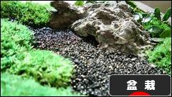 にほんブログ村 花ブログ 盆栽へ