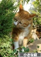 にほんブログ村 花・園芸ブログ 小さな庭へ