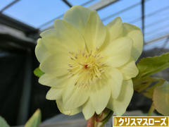 今日のクリスマスローズ かぐや姫 | 加藤農園のブログ
