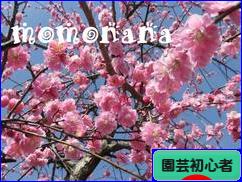 にほんブログ村 花・園芸ブログ 園芸初心者へ