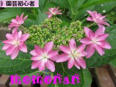 にほんブログ村 花・園芸ブログ 園芸初心者へ