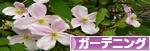 にほんブログ村 花ブログ ガーデニングへ