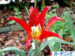 にほんブログ村 花ブログ ガーデニングへ