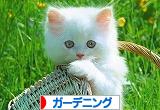 にほんブログ村 花ブログ ガーデニングへ