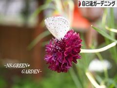 にほんブログ村 花・園芸ブログ 自己流ガーデニングへ