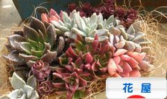 にほんブログ村 花・園芸ブログ 花屋へ