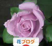 にほんブログ村 花ブログへ