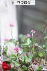 にほんブログ村 花ブログへ