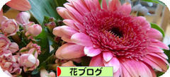 にほんブログ村 花ブログへ
