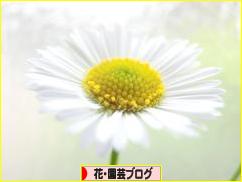 にほんブログ村 花・園芸ブログへ