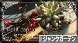 にほんブログ村 花ブログ ジャンクガーデンへ