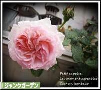 にほんブログ村 花ブログ ジャンクガーデンへ