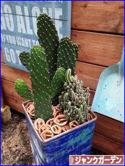 にほんブログ村 花・園芸ブログ ジャンクガーデンへ