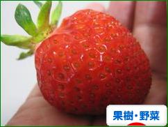 にほんブログ村 花・園芸ブログ 果樹・野菜(家庭菜園)へ