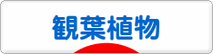 にほんブログ村 花ブログ 観葉植物へ