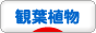 にほんブログ村 花ブログ 観葉植物へ