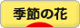 にほんブログ村 花ブログ 季節の花へ