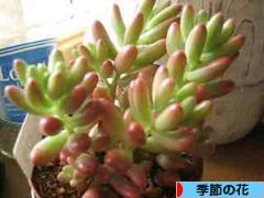 にほんブログ村 花ブログ 季節の花へ